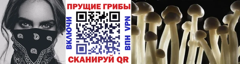 Псилоцибиновые грибы Cubensis Волжск